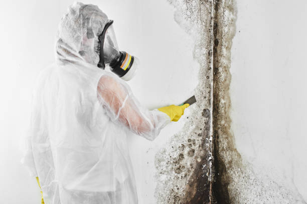 Crawl Space Mold Removal in Edwards, MS