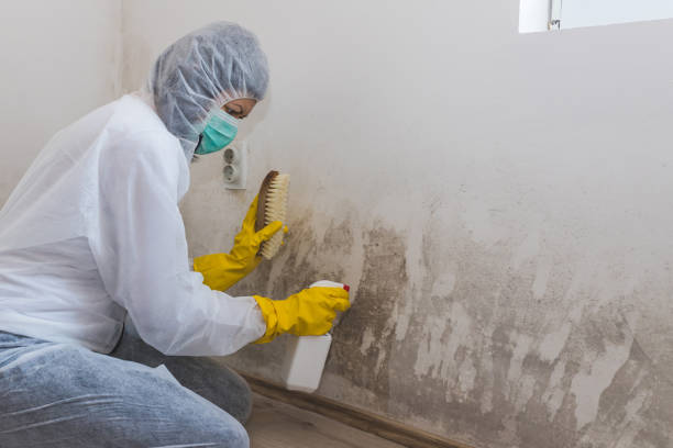 Best Certified Mold Removal  in Edwards, MS