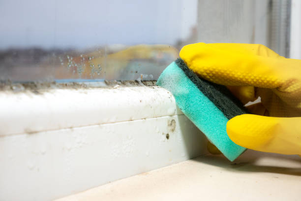 Best Mold Testing  in Edwards, MS