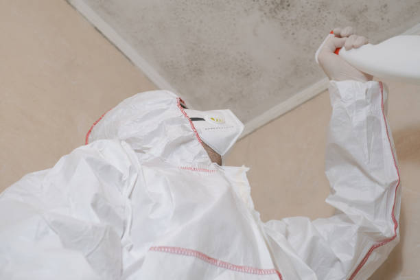 Best Local Mold Removal Service  in Edwards, MS