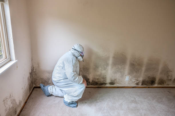 Best Mold Testing  in Edwards, MS