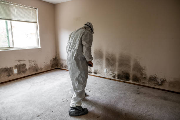 Edwards, MS Mold Removal Company