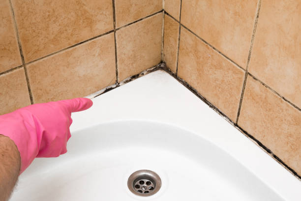 Best Professional Mold Removal  in Edwards, MS
